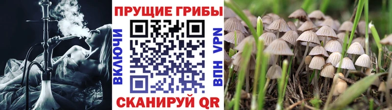 Псилоцибиновые грибы ЛСД  Болохово 
